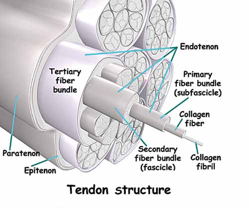 Figure 1. The structure of the tendon. 