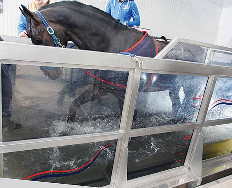 Figure 4. The use of underwater treadmill therapy offers the advantages of cold therapy in a controlled exercising regime tailored according to the injury and stage of rehabilitation. 