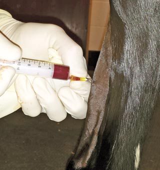 Figure 6. Platelet-rich plasma being injected following ultrasound-guided needle placement into a superficial digital flexor tendon core lesion extended from 10cm to 17cm distal to the accessory carpal bone of the right forelimb. Small volumes, no greater than 0.5ml, are placed into the lesion at sites identified by ultrasound.