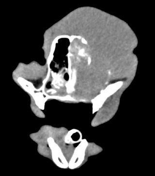Figure 1. A CT scan of the nose of a cat with nasal lymphoma. The tumour invaded the right nasal cavity and caused destruction of the nasal bone (white arrow). Subcutaneous tissue was also invaded, causing facial deformity (blue arrow).