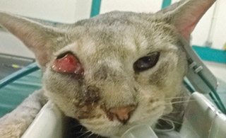 Figure 4. A cat with nasal lymphoma and severe facial deformity, with infiltration of the surrounding zygomatic and orbital area with obliteration of the left eye.