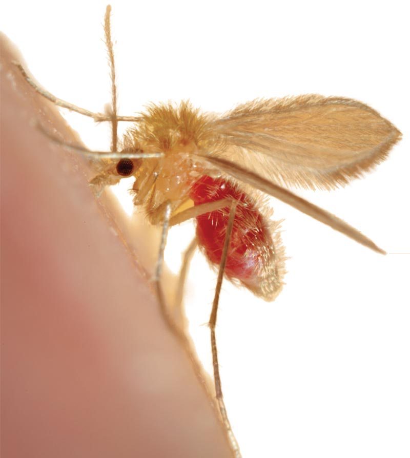 Figure 1. A sandfly Phlebotomus species, the vector of leishmaniosis, feeding on a mammalian host. The female sandfly carries the Leishmania organisms in its salivary glands and injects them into the host as it feeds. Note the red colour of the fly’s abdomen, which is full of the host’s blood. Image: © CDC/Frank Hadley Collins, director, center for global health and infectious diseases, University of Notre Dame.
