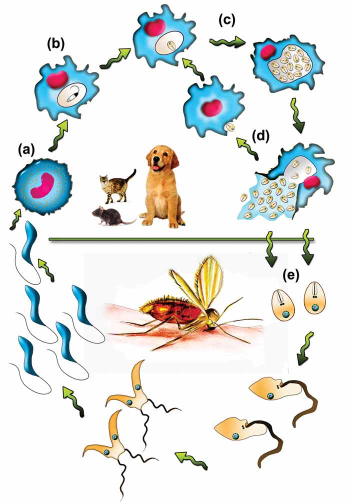 Figure 2. Life cycle of Leishmania infantum. Dogs, cats and humans act as the definitive host and become infected when they are bitten by a sandfly. (a) Promastigotes are inoculated into the dermis and colonize the resident macrophages (b). In macrophages, they develop into amastigotes and proliferate within phagolysosome (c). After the rupture of macrophages, the released amastigotes infect new macrophages (d). If the host fails to control the infection in the skin, amastigotes disseminate via regional lymphatics and the blood to infect the entire reticulo-endothelial system. (e) Amastigotes, ingested by a female sandfly during feeding, transform back into promastigotes, which replicate in the sandfly to complete the life cycle.