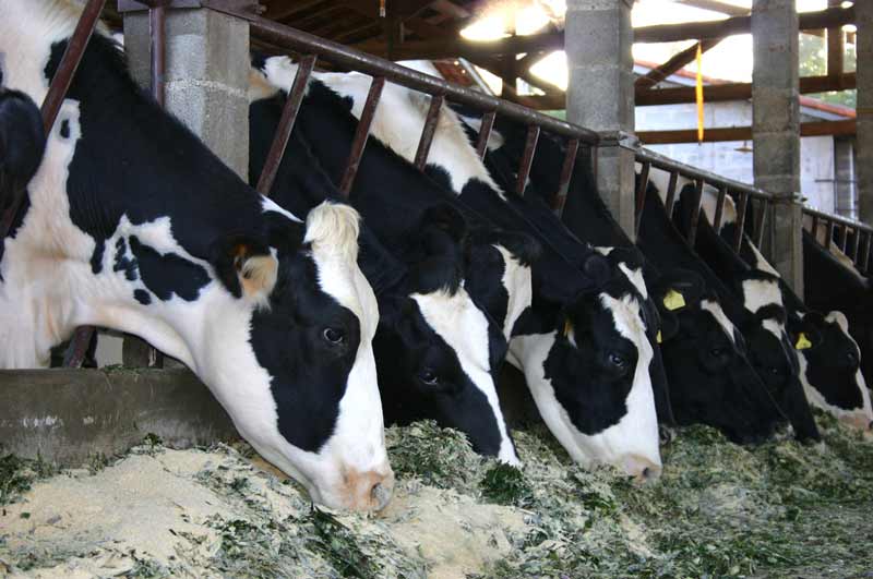 "The amount of antibiotics used in agriculture is in the gift of the vets," says Roger Evans. Image: © Freeimages/Liany Cavalaro.