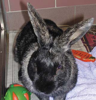 Figure 2. Toys containing treats, such as pelleted food, can be used to stimulate the pet rabbit and encourage exercise.