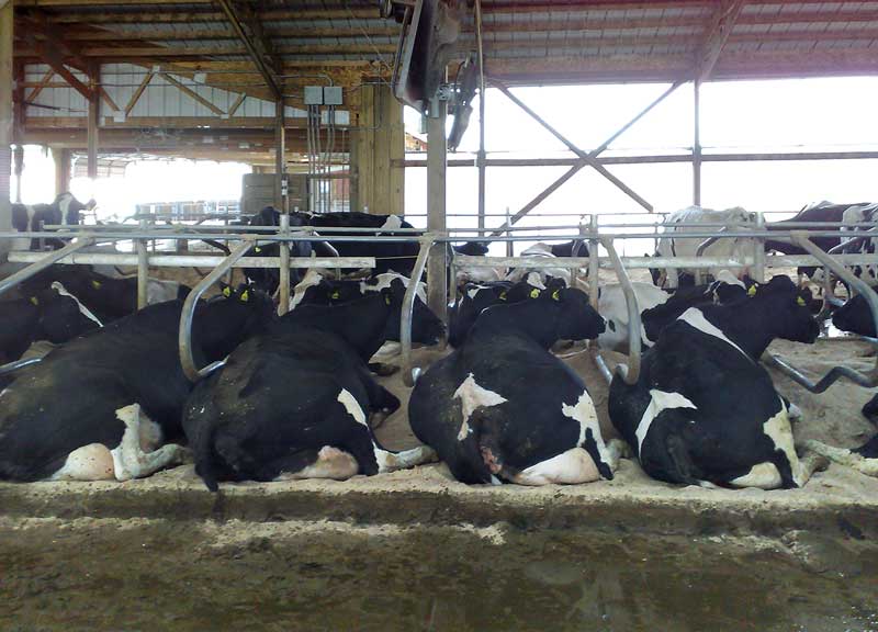 Figure 1. Cows pre-calving in cubicles.