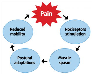 Figure 1. Pain cycle. When a painful stimulus irritates the nociceptors, spasm of the surrounding muscles occurs, leading to local and distant postural adaptations and reluctance to move, thus increasing nociceptor stimulation and feeding the pain cycle.