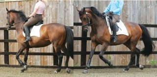 Figure 1. Tension and high head carriage (left) assumed to be a reflection of the horse’s temperament. Its way of performing is transformed by abolition of pain (right) after diagnostic analgesia to resolve subclinical lameness.