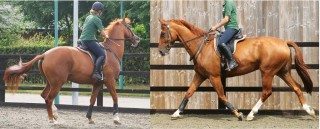 Figure 2. Resistant behaviour that had been assumed to be because the horse was “quirky” (left) is abolished (right) when pain causing subclinical lameness is resolved by diagnostic analgesia.