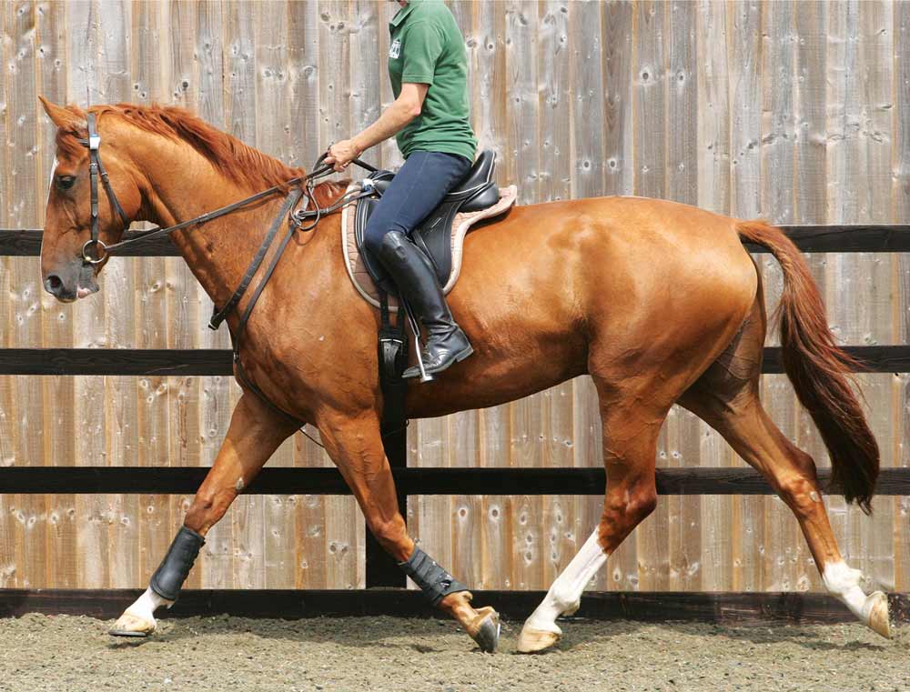 Equine athletes psychology and performance Vet Times