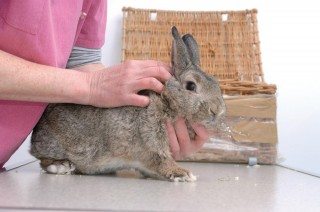 Fear and stress from handling may be responsible for glucose levels up to 15mmol/L (270mg/dL) in healthy rabbits. Image: © Fotolia/Antoine-photographe.