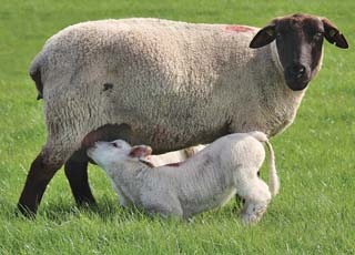 Figure 1. Sheep can be infected with Johne’s disease as lambs via faecal contamination of the dam’s udder.