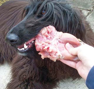 Raw bones and carcases are generally very safe to feed to pets, if done responsibly.