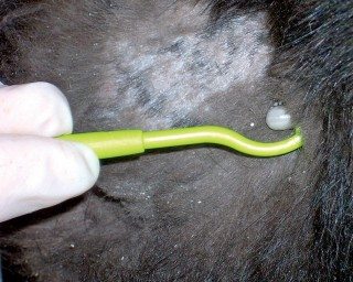 Figure 2. Owners should be instructed on how to remove ticks using a tick hook.