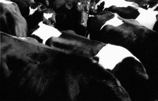 Image: © Freeimages/Simon McEldowney.