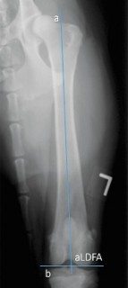 Figure 1. Determining axial alignment of the femur from a caudocranial radiograph. The proximal anatomic axis of the femur (a) and the distal joint reference line (b) are identified. At the intersection of these lines, the resultant angle on the lateral aspect of the femur, is the anatomic distal lateral femoral angle. 