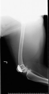 Figure 8. Postoperative mediolateral radiograph of the stifle showing a patellar groove replacement.