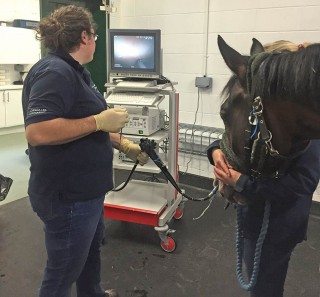 Figure 3. Gastroscopy is the only reliable way to diagnose equine gastric ulcer syndrome.