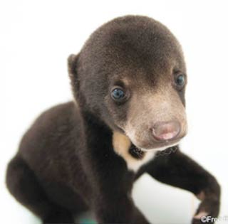 A rescued sun bear cub. Image: Peter Yuen/Free the Bears.