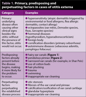 Table 1. Primary, predisposing and perpetuating factors in cases of otitis externa.