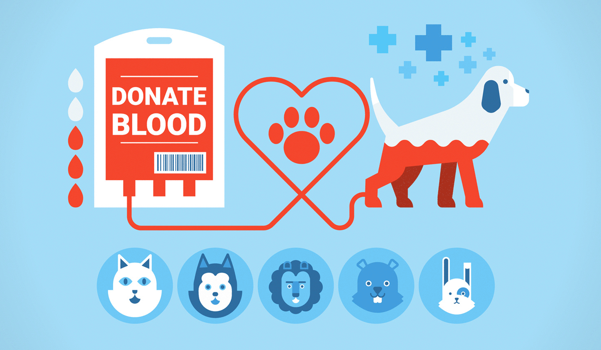 Practices urged to encourage canine blood donations Vet Times