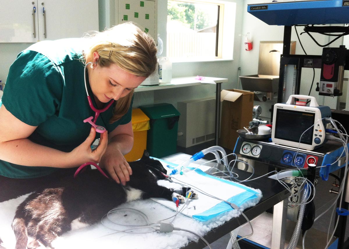 Edinburgh launches anaesthesia master's degree Vet Times