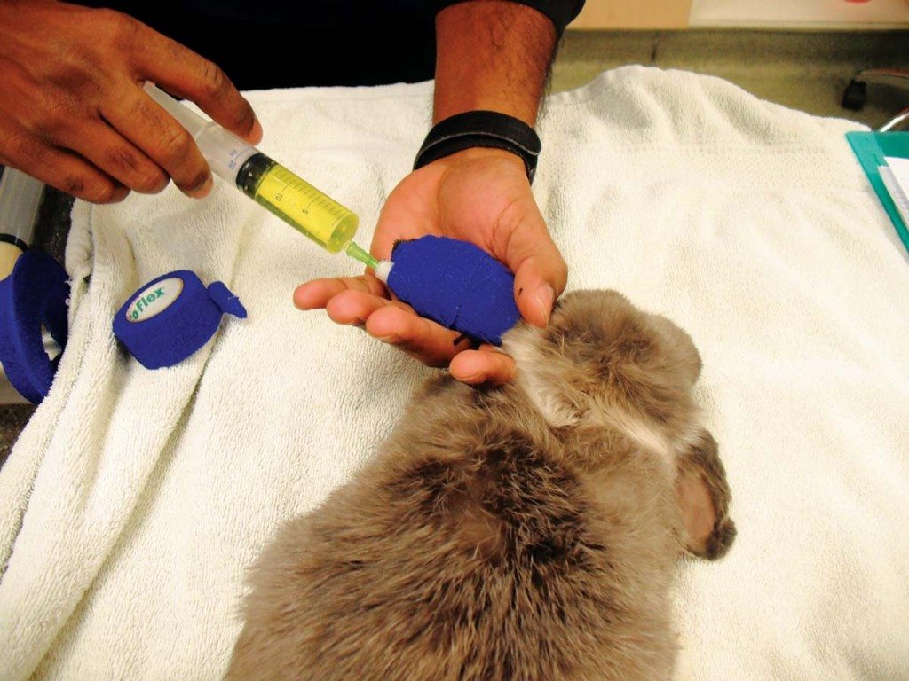 Shivananden Sawmy Vet Times