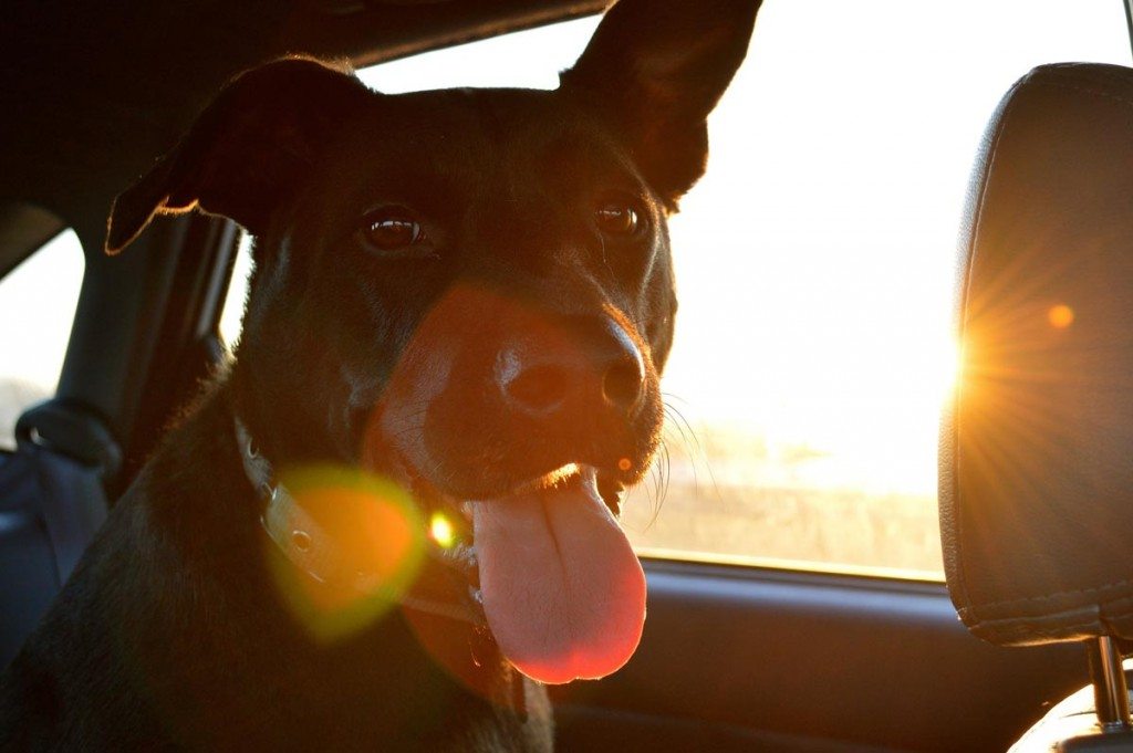 Dog in sunny car.