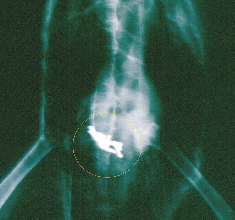 Figure 3. A radiograph showing heavy metal poisoning in a parrot.
