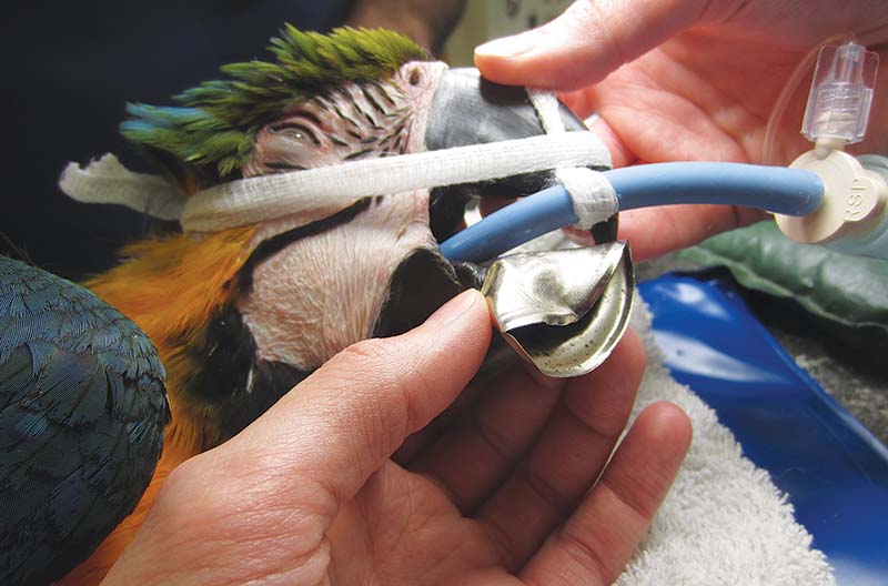 Figure 5. On occasions, toys sold for birds turn out to be harmful.