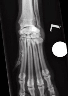 Figure 1. Radiographic anatomy of the canine carpus.