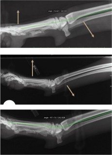 Figure 3. Mediolateral stressed radiography of a canine carpus. Arrows indicate the direction of stress applied to the limb. The top image shows a normal limb undergoing stress radiography. In the affected contralateral limb, the resultant angle of extension is greater than 20°.
