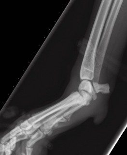 Figure 4. Mediolateral stressed radiograph of canine carpal hyperextension at the intercarpal and carpometacarpal level. Note how the proximal carpal bones override the distal row in this case and how the palmar process of the ulnar carpal bone is displaced from the distal row of carpal bones and the base of the metacarpal bones.