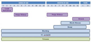 Figure 1. Age distribution of the more common clostridial diseases affecting sheep: entertoxaemias (purple), histotoxic clostridia (blue) and neurotrophic clostridia (green).