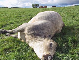 Figure 4. Black disease is typically associated with migration of immature liver fluke through the liver and, thus, cattle are often found dead. Image: National Animal Disease Information Service.