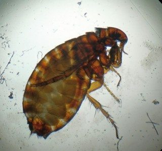 Figure 5. Cat flea.