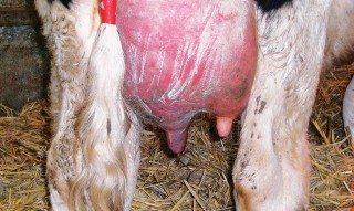 During the acute phase of the disease, a cow will typically show an enlarged gland, with altered gait due to pain and swelling.