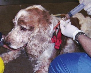 Figure 3. A dog fed using an oesophagostomy feeding tube.