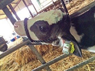 A calf’s head secured for TempVerified FeverTag application.