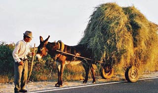 Figure 1. A working donkey in rural Portugal. Image: © Miguel Novoa, AEPGA.
