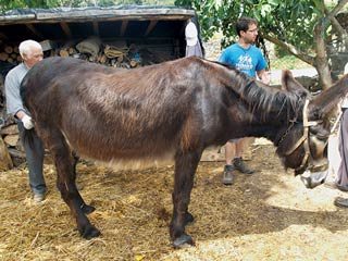 Figure 3. An overweight donkey in Miaranda do Douro, Portugal. Image: © Alex Thiemann.
