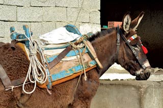 Figure 4. A donkey carrying a packsaddle. Image: © Elisa Geskou, GAWF.