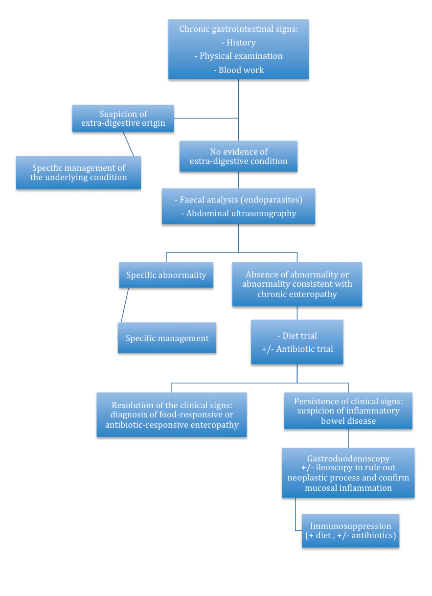 Figure 1. Flow chart outlining the proposed management of chronic gastrointestinal disease.
