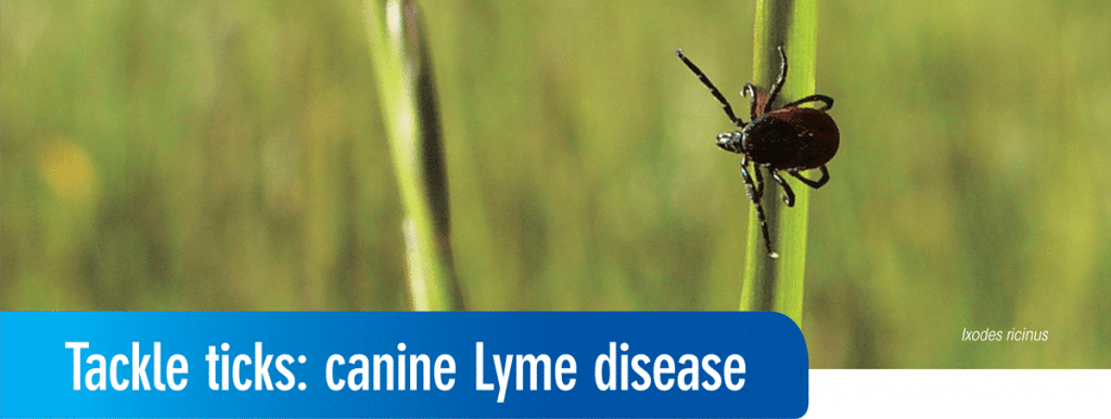 Tackle ticks: canine Lyme disease