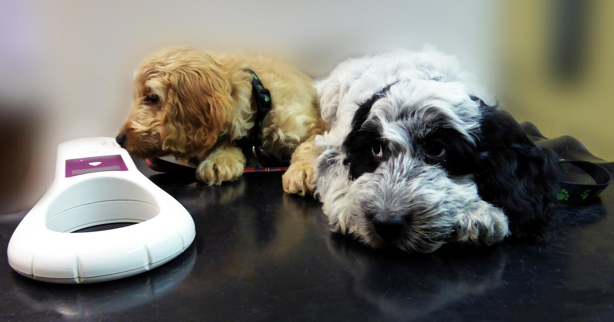 CAW launches RVN microchipping refresher course Vet Times