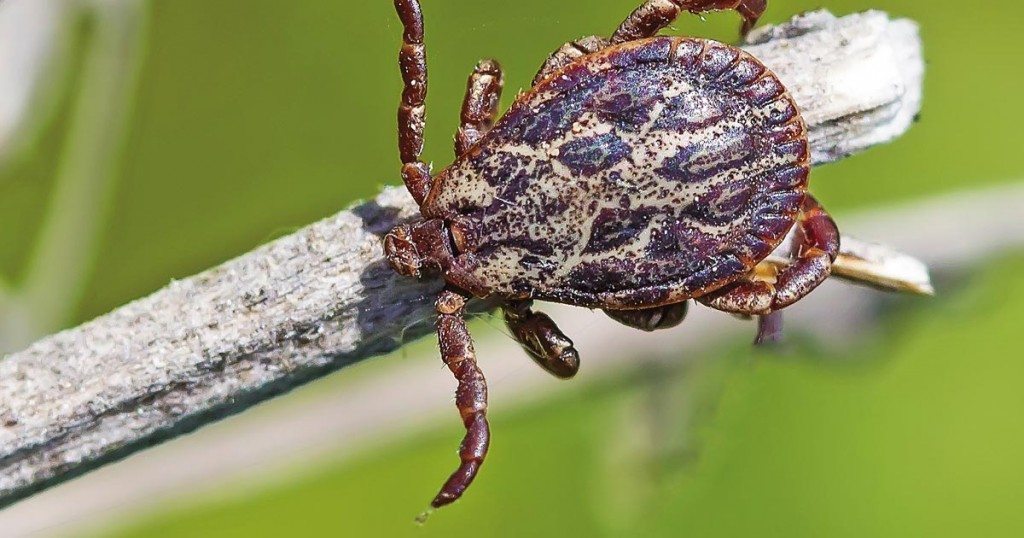 Dermacentor reticulatus