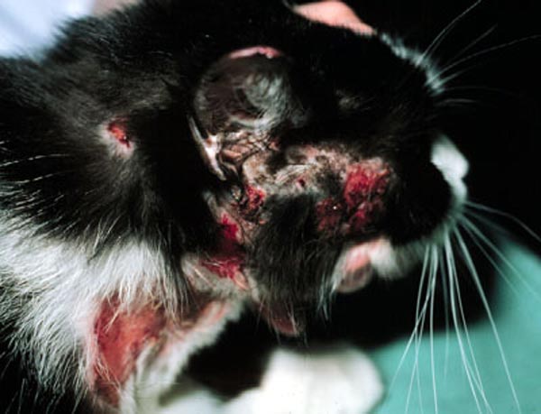 Allergy injections for cats hotsell