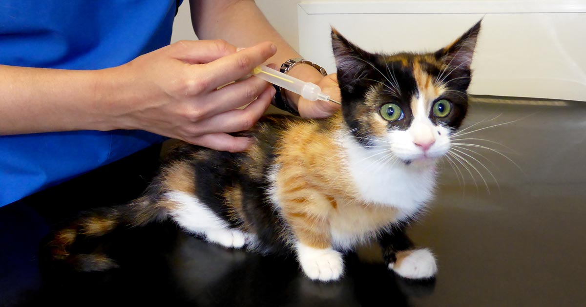 Defra confirms requirements for microchipping small animals | Vet Times
