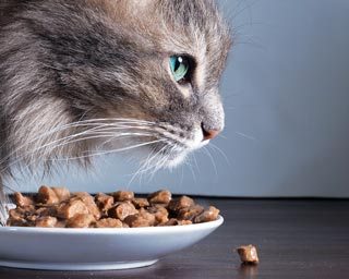 Figure 2. Feeding wet food can help increase water intake and encourage more frequent urination.
