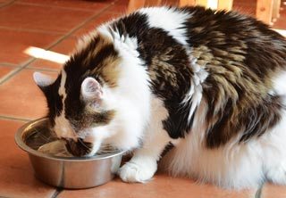Figure 3. A stainless steel wide bowl can encourage cats’ water intake.